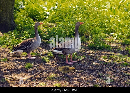 Coppia di Greylag Geese con Chick a Rollesby Broad sui Norfolk Broads, Regno Unito Foto Stock