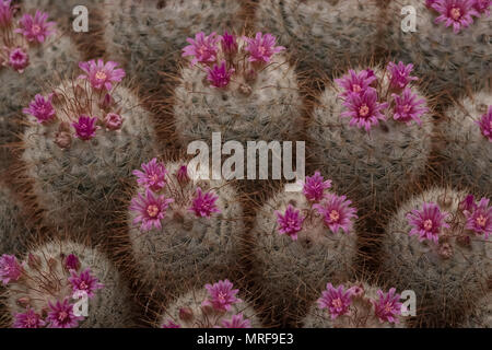 Londra REGNO UNITO. La fioritura delle piante di cactus, visto presso il Royal Horticultural Society Chelsea Flower Show 2018. Cacti coccolone poco hanno fiori di colore rosa. Foto Stock