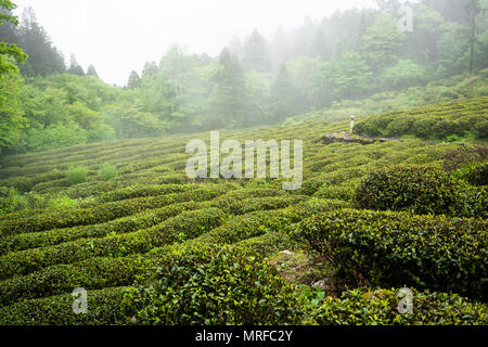 Tè verde campo vegetale nel monte Lushan nello Jiangxi Cina famosa per le loro nuvole e tè di nebbia Foto Stock