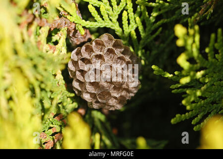 Albero del Wasp Nest o carta ombrello Wasp Nest molto vicino fino in Italia il latino polistes gallicus o dolichovespula sylvestris in una thuja tree Foto Stock