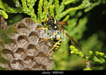 Tree wasp o carta wasp edificio il suo nido a ombrello in Italia il latino polistes gallicus o dolichovespula sylvestris il suo occhio a nido d'ape chiaramente visibile Foto Stock