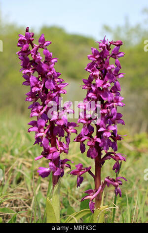 Inizio Purple Orchid Orchis mascula Foto Stock