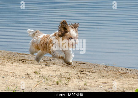 Shih Tzu cucciolo - Shih Tzu cane di razza in esecuzione Foto Stock