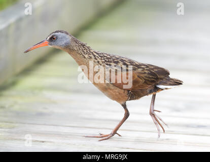 Virginia Treno (Rallus limicola) passeggiate sul lungomare in Canada Foto Stock