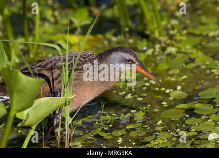 Virginia Treno (Rallus limicola) a piedi attraverso una palude in Canada Foto Stock