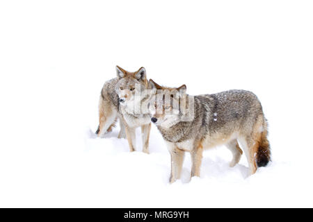 Due i coyote (Canis latrans) isolati contro uno sfondo bianco in piedi nella neve invernale in Canada Foto Stock