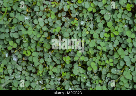 LEAFS Foto Stock