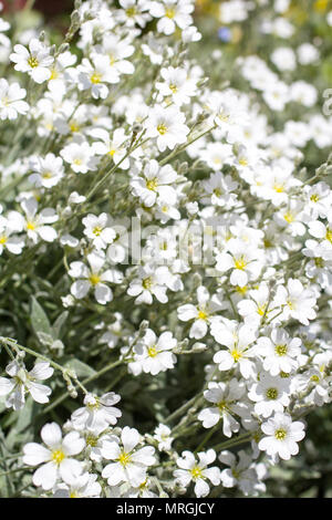 Neve in estate, Cerastium tomentosum, vicino fino in giardino Foto Stock