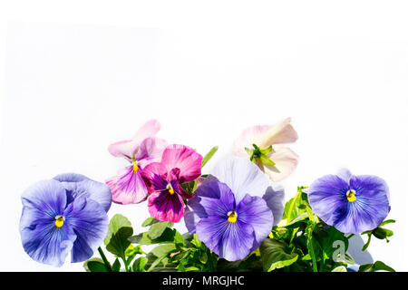 Bella color pastello pansies su sfondo bianco Foto Stock