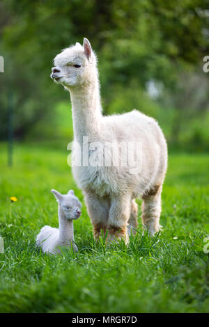 Alpaca bianco con prole, sud americana di mammifero Foto Stock