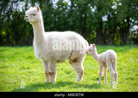 Alpaca bianco con prole, sud americana di mammifero Foto Stock