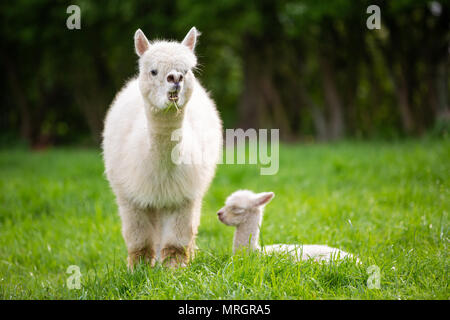 Alpaca bianco con prole, sud americana di mammifero Foto Stock