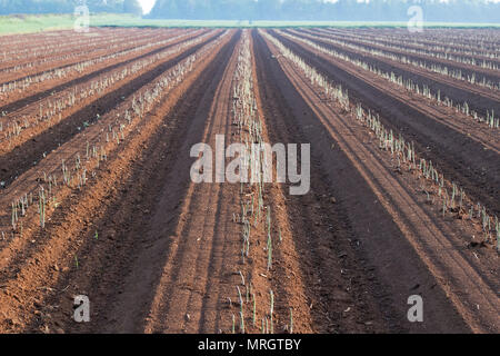 Asparagi in crescita in un campo nella campagna inglese. Oxfordshire, Inghilterra Foto Stock