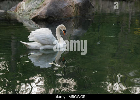 Il cigno sul lago galleggianti con un otrazhdeniye in un vodda. su uno sfondo di una pietra Foto Stock