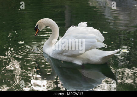 Il cigno sul lago galleggianti con un otrazhdeniye in un vodda. su uno sfondo di una pietra Foto Stock