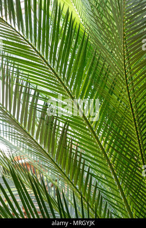 Macrozamia Moorei. .Cycad lascia all'interno della serra ad RHS Wisley Gardens, Surrey, Regno Unito Foto Stock