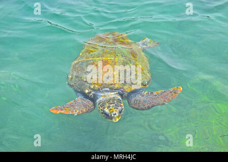 Sea Turtle nuotare nelle limpide acque del porto di Argostoli nel Greco Vacanze isola di Kefalonia o Cefalonia. Foto Stock