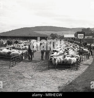 Degli anni Cinquanta, foto storiche, gli agricoltori ad un esterno di mercato del bestiame guardando le pecore (ovini femmine) per la vendita mediante asta pubblica, Inghilterra, Regno Unito. Foto Stock