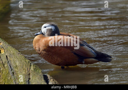 Sud Africa - Shelduck Tadorna cana femmina in piedi in acqua mediante il log Foto Stock