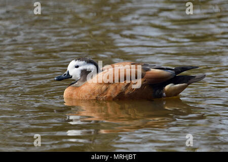 Sud Africa - Shelduck Tadorna cana femmina su acqua Foto Stock