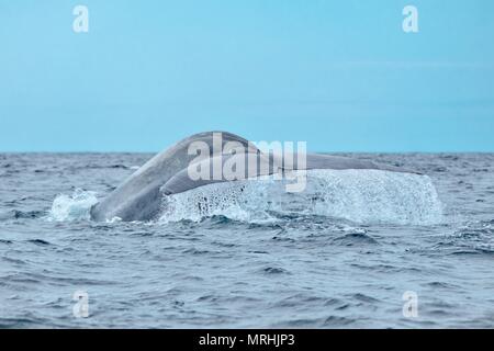 Un potente balena blu che mostra la coda passera nera Foto Stock