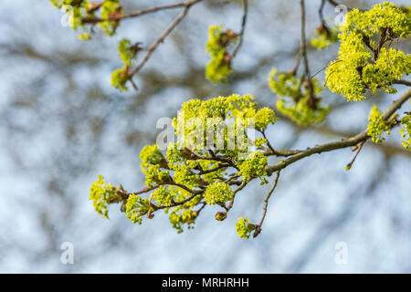 Giallo fiorente Norvegia Acero Acer platanoides, con sfondo sfocato nella luce di Sunrise Foto Stock