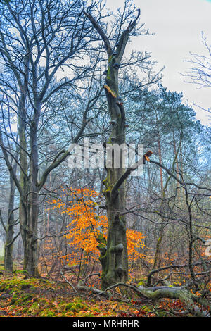 Dead faggio Fagus sylvatica Fomes fomentarius, sotto coperta con i funghi in una zona boschiva in un vapore di acqua diventano foggy forest Foto Stock