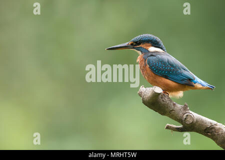 Kingfisher appollaiate su un ramo Foto Stock