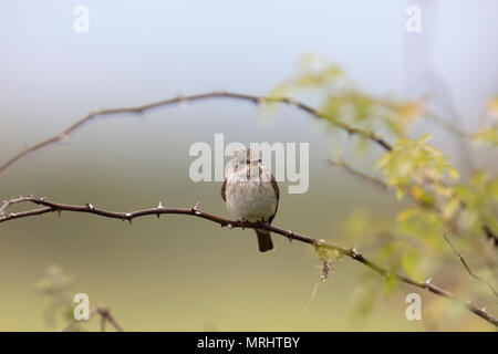 flycatcher avvistato, muscicapa striata Foto Stock