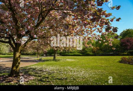 Japanese cherry blossom tree in flower in the springtime. It is classified to the genus "prunus" Foto Stock