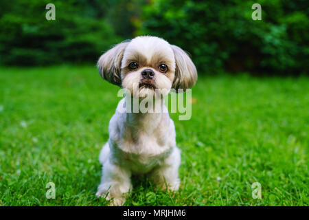 Shih tzu cane con brevissimo scarto verticale sul prato verde sullo sfondo Foto Stock