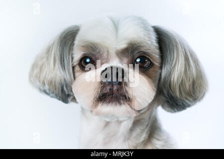 Shih tzu cane con capelli corti dopo la toelettatura del ritratto. Su sfondo bianco. Foto Stock