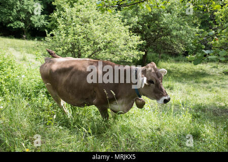 Mucca sul prato Foto Stock