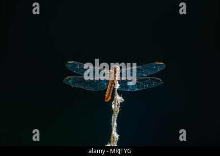 Los anisópteros figlio onu de los dos infraórdenes clásicos del suborden Epiprocta. Se conocen comúnmente como libélulas, aunque este término, suele usar Foto Stock