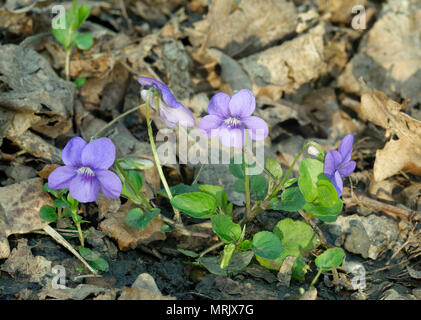 Cane comune-viola - viola riviniana intero impianto di bosco figliata di foglia Foto Stock