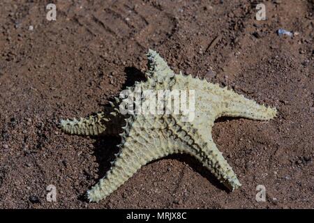 Relazione della vita e gli abitanti della comunità dei pescatori La Manga, una colonia che sembra così marginale come privilegiate per i benefici del mare, individuare Foto Stock