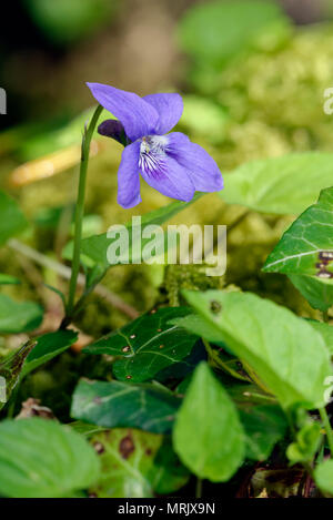Inizio o legno Dog-viola - viola reichenbachiana Foto Stock