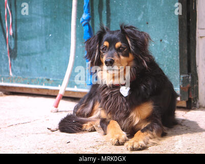 Un cane femmina in attesa del suo proprietario Foto Stock