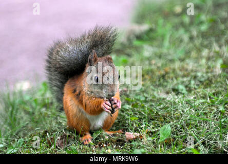 Una struttura ad albero rosso scoiattolo mangiare Foto Stock