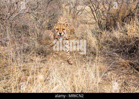 Cheetah ululano ringhiando in telecamera Foto Stock