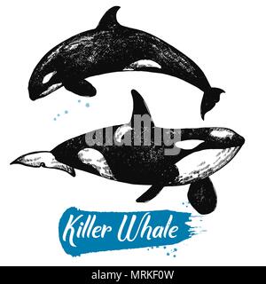 Disegnato a mano stile sketch balene killer isolato su sfondo bianco. Illustrazione Vettoriale. Illustrazione Vettoriale
