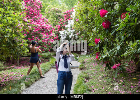 Azalea alberi in fiore nel giardino di Villa Carlotta, Tremezzo Foto Stock