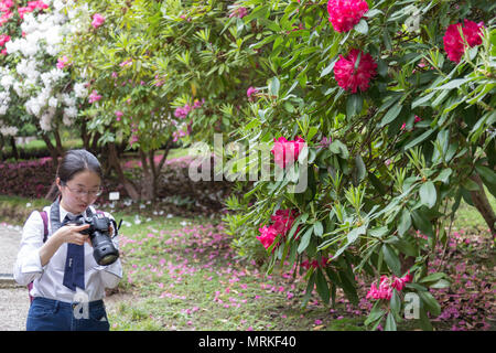 Azalea alberi in fiore nel giardino di Villa Carlotta, Tremezzo Foto Stock