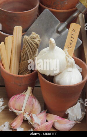 Allium sativum 'Cristo'. Bulbi e spicchi d'aglio 'Cristo' pronti per essere piantati, Regno Unito Foto Stock