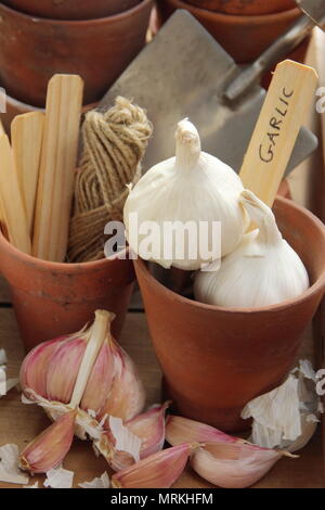 Allium sativum 'Cristo'. Bulbi e spicchi d'aglio 'Cristo' pronti per essere piantati, Regno Unito Foto Stock