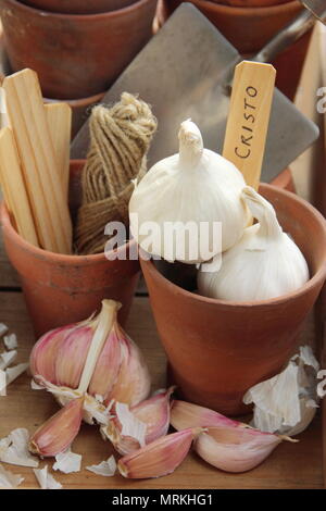 Allium sativum 'Cristo'. Bulbi e spicchi d'aglio 'Cristo' pronti per essere piantati, Regno Unito Foto Stock