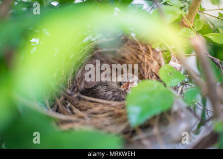 Gli uccelli nel nido, neonato uccelli, uccelli che vivono da soli nel nido su albero a foglie verde coperchio. Foto Stock