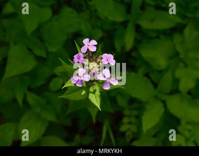 Un fiore rosa del razzo di Dame che cresce in un prato della Pennsylvania. Foto Stock