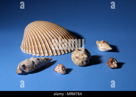 Seashells su sfondo blu Foto Stock