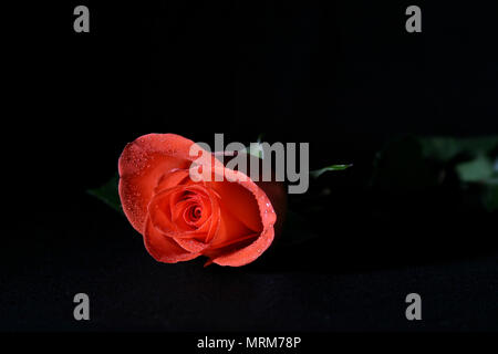 Rosa con rugiada Foto Stock